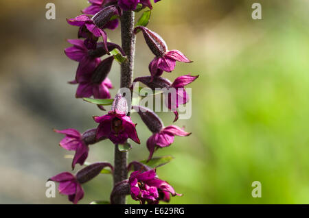 Dunkle rote Helleborine - Epipactis altrorubens Stockfoto