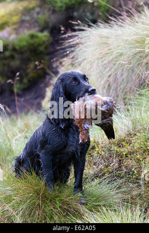 Englisch Cocker Spaniel hält Wildvogel; raues Schießen auf Coverdale Moors, Yorkshire Dales, Gundog hält geschossen Birkhühner im Mund während Grouse Shooting auf dem glorreichen Twelfth, offizielle Eröffnung der British Game Season, auf der Coverdale Mouse Moors. Das Datum selbst ist traditionell; die derzeitige Gesetzgebung, die es festschreibt, ist das Game Act 1831. Der Rothuhn ist der schnellste Vogel der Erde und schafft mit nur wenigen Flügelschlägen eine atemberaubende 80 mph, ist einzigartig in Großbritannien und lebt auf den Heidemooren Nordenglands und Schottlands und auf den North Yorkshire Moors UK Stockfoto