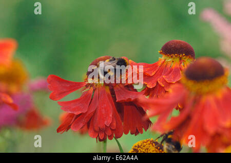 Buff-tailed Bumble Bee (bombus terrestris) auf helenium Blumen Stockfoto