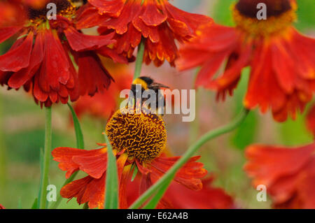 Buff-tailed Bumble Bee (bombus terrestris) auf helenium Blumen Stockfoto