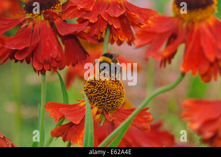 Buff-tailed Bumble Bee (bombus terrestris) auf helenium Blumen Stockfoto