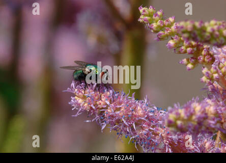 Greenbottle Fly (Lucilia Caesar) auf Astilbe Blumen. Stockfoto