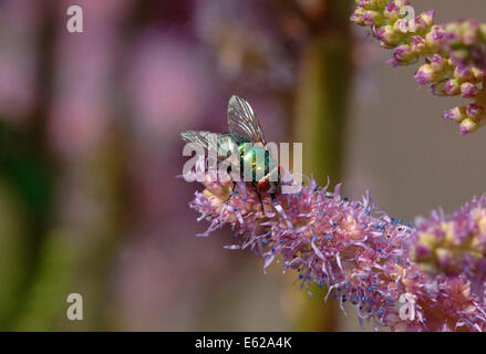 Greenbottle fliegen (lucilia Caesar) astilbe Blumen. Stockfoto