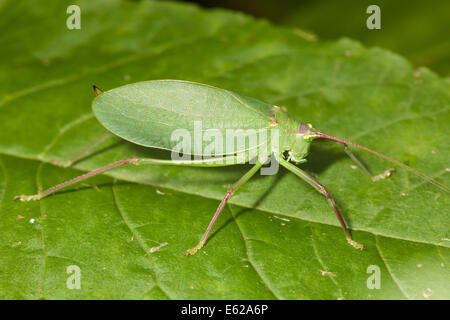 Eine weibliche gemeinsame wahre Grashuepfer (Pterophylla Camellifolia) hockt auf einem Blatt der Pflanze. Stockfoto