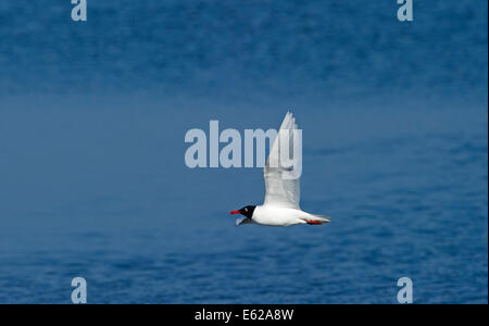 Mediterranean Gull Ichthyaetus Melanocephalus Erwachsenen in der Zucht Gefieder Norfolk Sommer Stockfoto