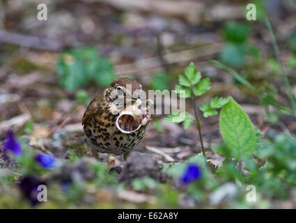 Singdrossel Turdus Philomachus mit Schnecke im Garten Norfolk Stockfoto