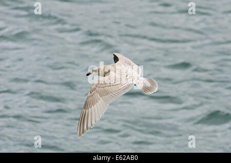 Kumlien der Gull - 1.. W  Ardglass Harbour, County Down, Nordirland Stockfoto