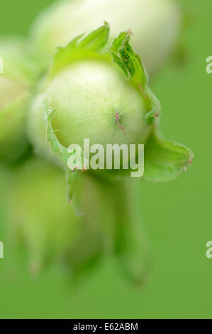 Hazel oder Haselnuss (Corylus Avellana), North Rhine-Westphalia, Germany Stockfoto