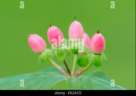 Johanniskraut (Hypericum X inodorum) Stockfoto