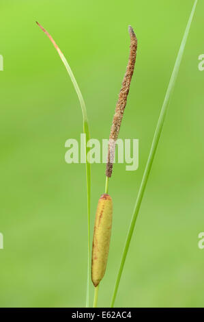 Schmale Blatt Rohrkolben, kleiner Rohrkolben oder Narrow-leaved Rohrkolben (Typha Angustifolia), North Rhine-Westphalia, Germany Stockfoto