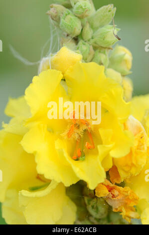 Dense-Blume Königskerze oder dicht blühende Königskerze (Verbascum Densiflorum), North Rhine-Westphalia, Germany Stockfoto