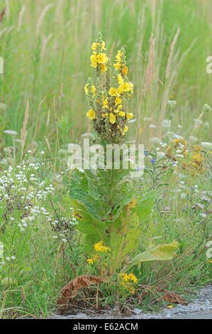 Dense-Blume Königskerze oder dicht blühende Königskerze (Verbascum Densiflorum), North Rhine-Westphalia, Germany Stockfoto