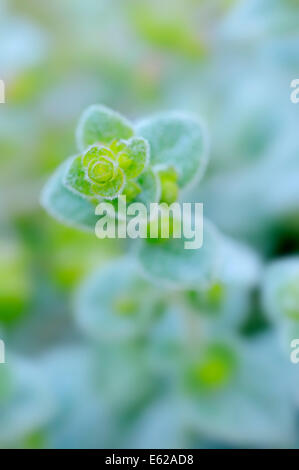 Diptam von Kreta, kretische Diptam oder Hop Majoran (Origanum Dictamnus) Stockfoto