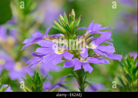 Fan-Feenblume, Märchen Fanflower, gemeinsame Fan-Blume oder gemeinsame Fanflower (Scaevola Aemula) Stockfoto