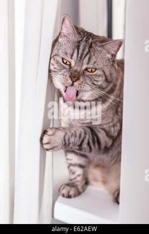 Verrückte lustige britische Kurzhaar-Katze mit lustige Becher, verrückte, gelbe Augen und hervorstehenden Zunge Stockfoto