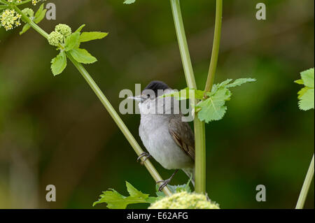 Mönchsgrasmücke Sylvia Atricapilla männlichen Norfolk Frühling Stockfoto