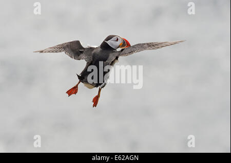 Papageitaucher Fratercula Arctica Sumburgh Shetlandinseln Juni Stockfoto