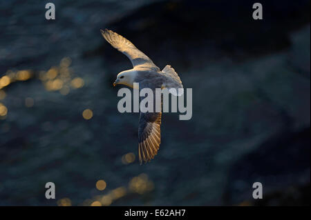 Northern Fulmar Fulmarus Cyclopoida) Sumburgh Shetlandinseln Stockfoto