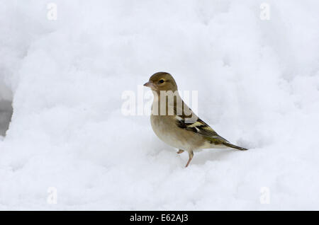 Buchfink Fringilla Coelebs weiblich in Norfolk Winter Schnee Stockfoto