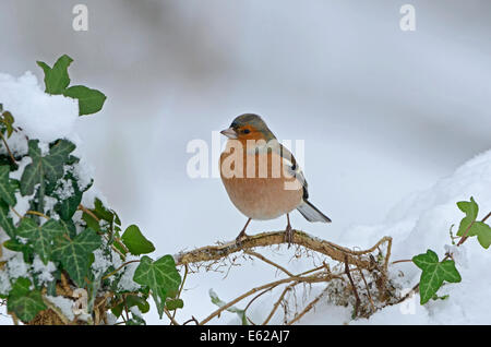 Buchfink Fringilla Coelebs in Norfolk Winter Schnee Stockfoto