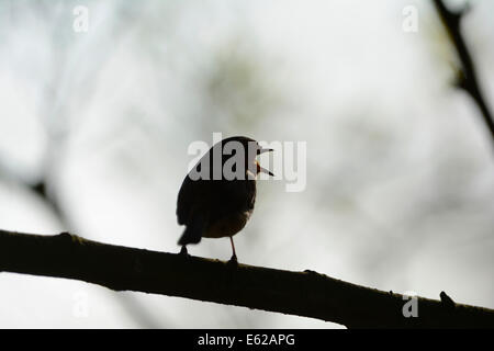 Robin Erithacus Rubecula im Lied Frühling Norfolk Stockfoto