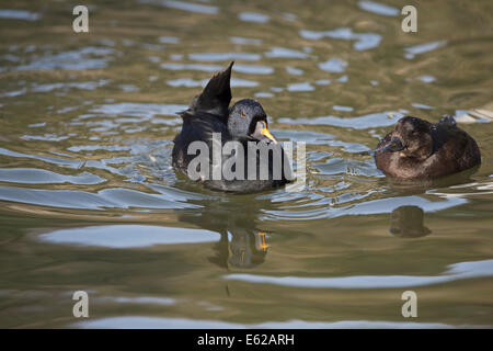 Gemeinsamen Scoter (Melanitta Nigra) männlich (Captive) anzeigen Stockfoto