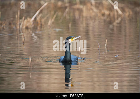 Kormoran Phalacrocorax Carbo Hickling breiten Norfolk Stockfoto