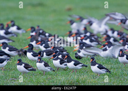 Eurasischen Austernfischer Haematopus Ostralegus Herde Caerlaverock, Solway, Schottland Stockfoto