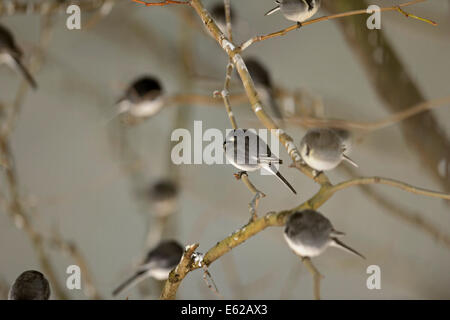 Roost von rund 800 Pied Bachstelzen Motacilla Alba in Bäumen außerhalb von Terminal 5 Heathrow London UK Stockfoto