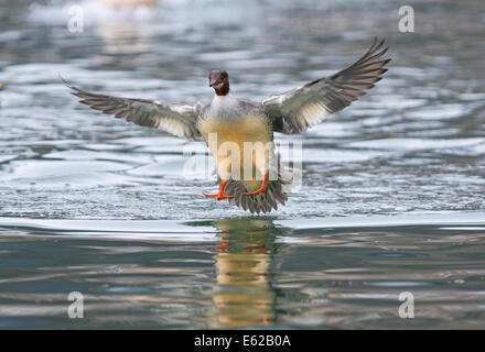 Gänsesäger (gemeinsame Prototyp in USA) Mergus Prototyp weiblich Landung Genfer See Schweiz Stockfoto