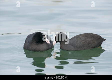 Eurasische Blässhühner Fulica Atra allo putzen am Genfer See Schweiz Stockfoto