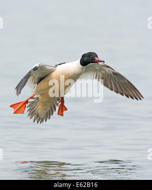 Gänsesäger (gemeinsame Prototyp in USA) Mergus Prototyp männlichen Genfer See Schweiz Stockfoto