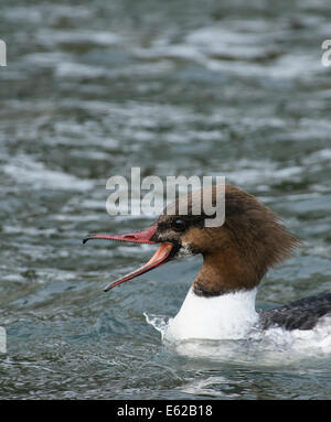 Gänsesäger (gemeinsame Prototyp in USA) Mergus Prototyp weibliche Genfer See Schweiz Stockfoto