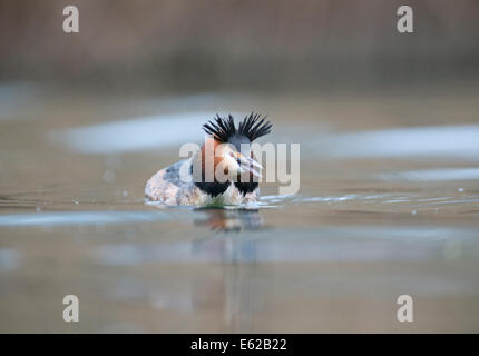Great crested Grebe Podiceps Cristatus männlich in aggressiven Haltung Genfer See Schweiz Stockfoto