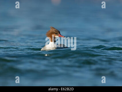 Gänsesäger (gemeinsame Prototyp in USA) Mergus Prototyp weibliche Genfer See Schweiz Stockfoto