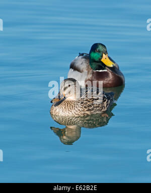 Stockente Anas Platyrhynchos paar Norfolk Stockfoto