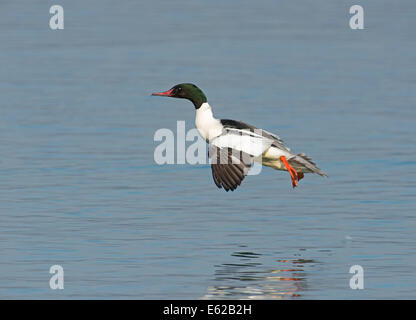 Gänsesäger (gemeinsame Prototyp in USA) Mergus Prototyp männlich Landung Genfer See Schweiz Stockfoto