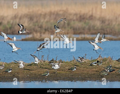 Black-tailed Godwits Limosa Limosa über kratzen Cley Norfolk Vorfrühling Stockfoto