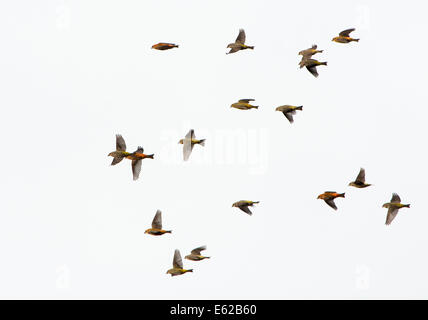 Gemeinsame (auch bekannt als Red Kreuzschnabel) Kreuzschnäbel Loxia Curvirostra Holt Norfolk Stockfoto