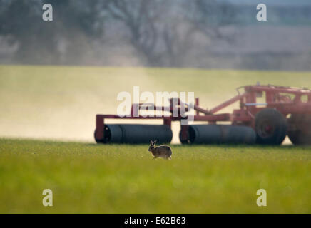 Brauner Hase Lepus Europaeus läuft vor Traktor North Norfolk Frühling Stockfoto