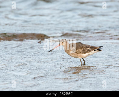 Schwarz-angebundene Uferschnepfe Limosa Limosa Erwachsenen Mauser vom Winter in Zucht Gefieder Brancaster Norfolk März Stockfoto