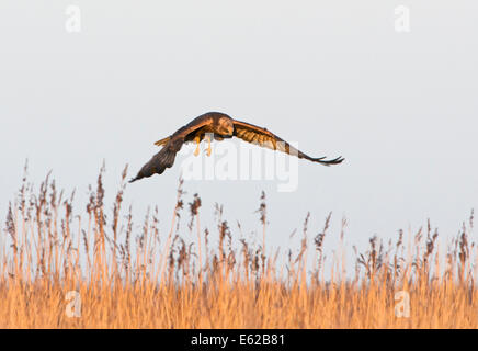 Marsh Harrier Circus Aeruginosus weiblich Cley Norfolk Stockfoto