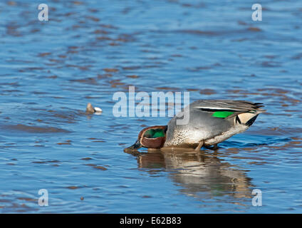 Eurasische Teal Anas Vogelarten Brancaster Norfolk Februar Stockfoto