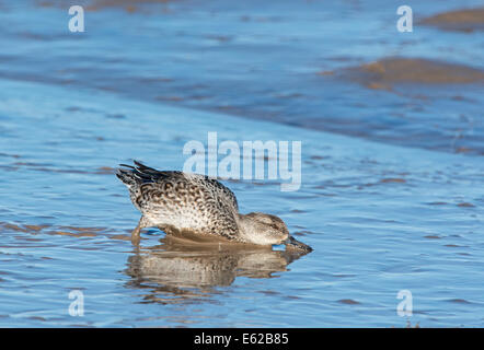 Eurasische Teal Anas Vogelarten weiblich Brancaster Norfolk Februar Stockfoto