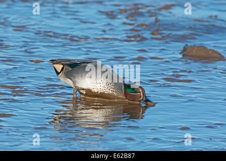 Eurasische Teal Anas Vogelarten Brancaster Norfolk Februar Stockfoto