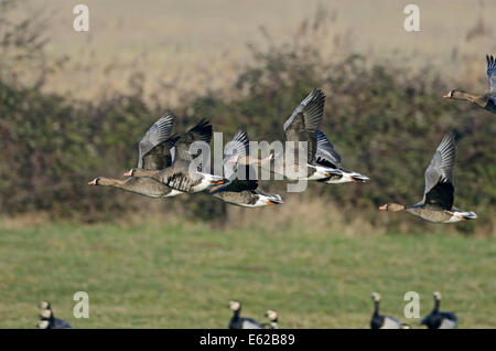 Mehr White-fronted Gänse Anser Albifrons Holkham Norfolk winter Stockfoto