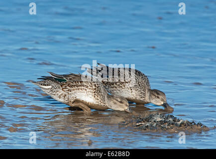 Eurasische Teal Anas Vogelarten weiblich Brancaster Norfolk Februar Stockfoto