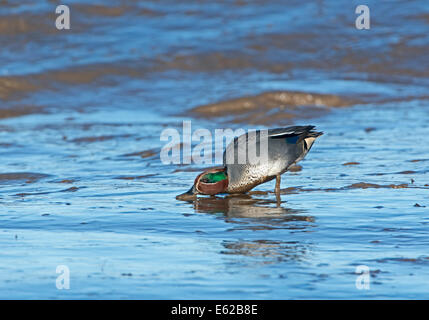 Eurasische Teal Anas Vogelarten Brancaster Norfolk Februar Stockfoto