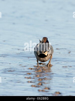 Eurasische Teal Anas Vogelarten Brancaster Norfolk Februar Stockfoto