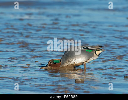 Eurasische Teal Anas Vogelarten Brancaster Norfolk Februar Stockfoto